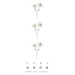 フジモリ植物 “フジモリ植物図鑑” 2026.3.1(sun)-3.30(mon)